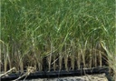 Beach Grass - Individual Plugs