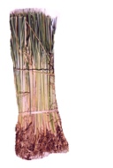 Beach Grass - Bare Root Bundles